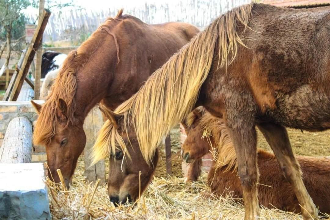 فندق Dar Zaghouan المظهر الخارجي الصورة